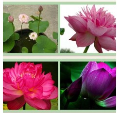 Lovely Lotus Water Lily Bonsai Flower Garden Hobbies Multiple Colours Beautiful Good-looking Plants Seeds